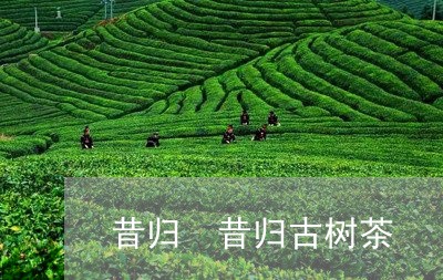 昔归 昔归古树茶/2023032220635